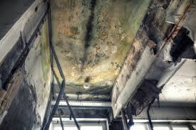 Forensic Mold Investigation in Duvall, WA